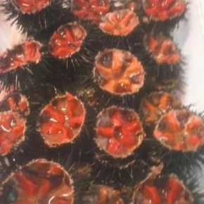appartamenti del pescatore Savelletri